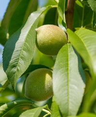 Two green peaches hanging from a tree