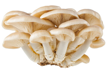 Cluster of Fresh White Mushrooms on a Transparent Background Ready for Culinary Use