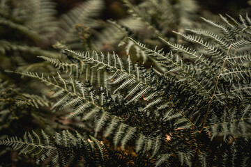 beautiful fern nature close up detail bokeh