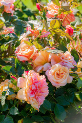 Vibrant roses in various shades of peach and pink flourish under the warm sun in the garden