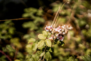blackberry bush with flowers in the summer