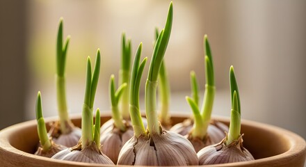 Sprouting garlic bulbs in wooden bowl