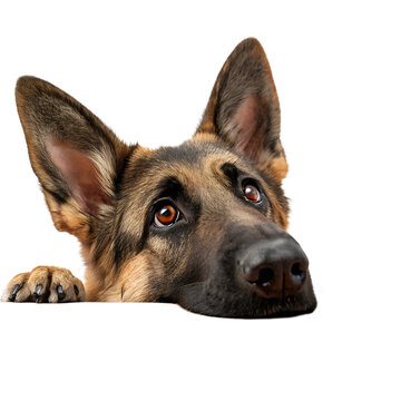 Curious german shepherd dog peeking over an edge isolated on transparent background