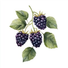 Simple watercolor blackberries isolated on a white background.