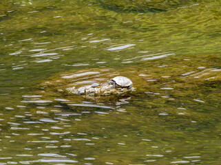 石の上で休むアカミミガメ