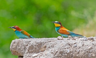 European Bee-eater (Merops apiaster) is a common bee-eater species that spends the winter in Africa and comes to Asia and Europe to breed in the summer
