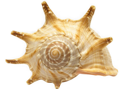 Seashell spider conch marine life decorative isolated on transparent background