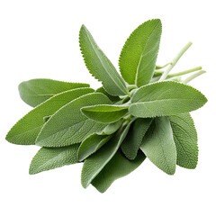 Fresh green sage herb leaves isolated on plain white background for culinary and medicinal uses