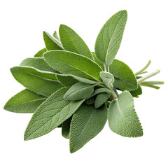 Fresh sage leaves isolated on white background aromatic herb culinary ingredient plant