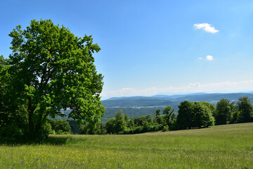 Saftige Wiesen und grüne Bäume im Jurapark Aargau beim Pfadiheim Biberstein im Mai