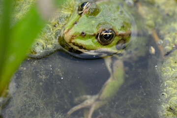 Close-Up of a Green Frog in Murky Water with Algae and Vegetation