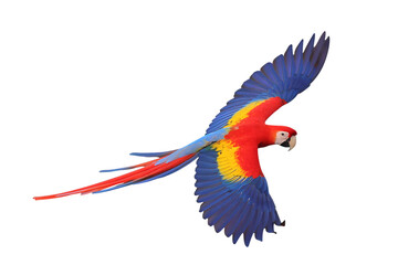 Colorful flying Scarlet Macaw parrot isolated on transparent background png file