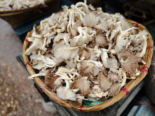 Healthy Organic Produce for Cooking. Woven Basket full of Fresh Oyster Mushrooms