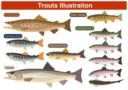 Trouts Illustrations