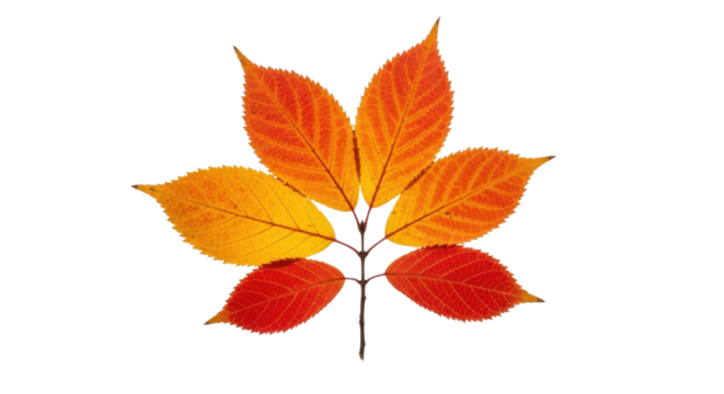 Autumn leaves with brilliant seasonal colors display a vibrant fall palette against a clean transparent background, showcasing rich tones and delicate details.