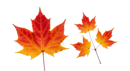Vibrant maple leaves display autumn colors against a stark black backdrop, showcasing beautiful fall foliage and nature's seasonal transformation, transparent background