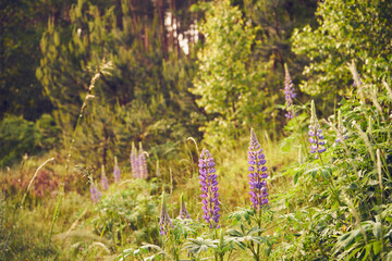 łubin trwały, lupinus polyphyllus l.  © Marcin Łazarczyk