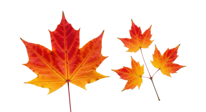 Vibrant maple leaves display autumn colors against a stark black backdrop, showcasing beautiful fall foliage and nature's seasonal transformation, transparent background