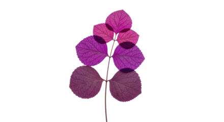 Delicate branch showcases vibrant purple and pink leaves against a stark black backdrop, creating a visually striking botanical element, transparent background