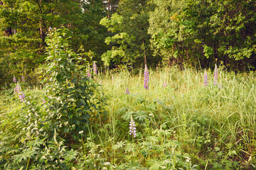 łubin trwały, lupinus polyphyllus l.  © Marcin Łazarczyk