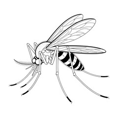 mosquito on white background coloring page 