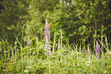 łubin trwały, lupinus polyphyllus l.  © Marcin Łazarczyk