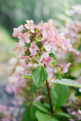 Obraz premium Pink and red flowers of hydrangea Wim's Red