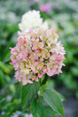 Hydrangea Bonfaire in Summer Garden