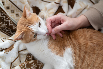かわいい飼い猫を撫でる飼い主　茶トラ白