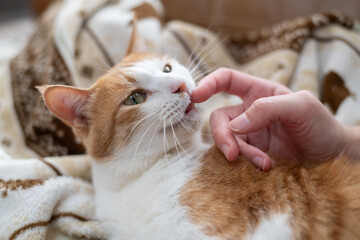 かわいい飼い猫を撫でる飼い主　茶トラ白