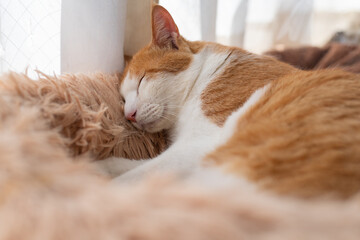 窓辺で眠る可愛い猫　茶トラ白