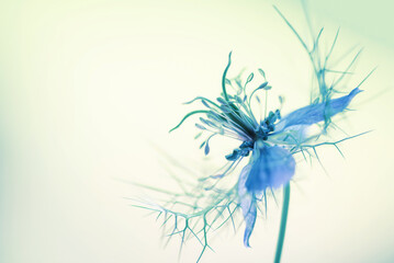 Kwiaty carnuszki na jasnym tle, tapeta dekoracja. © Elżbieta Kaps