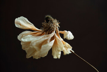 Suchy, przekwitnięty kwiat zawilca na czarnym tle, tapeta. © Elżbieta Kaps