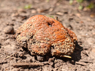 Close-Up of a Heavily Decomposed and Textured Fruit on Dry Soil