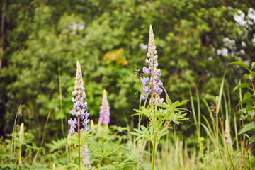 łubin trwały, lupinus polyphyllus l.  © Marcin Łazarczyk