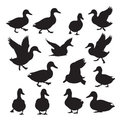 Obraz premium Collection of black duck silhouettes in various poses isolated on white background silhouette
