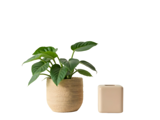 Lush Green Philodendron Plant in a Beige Textured Pot Beside a Pale Pink Square Container isolated on a transparent background