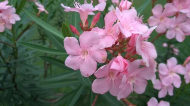 Nerium oleander or Pink kaner flower plant also has other names such as Arali flower