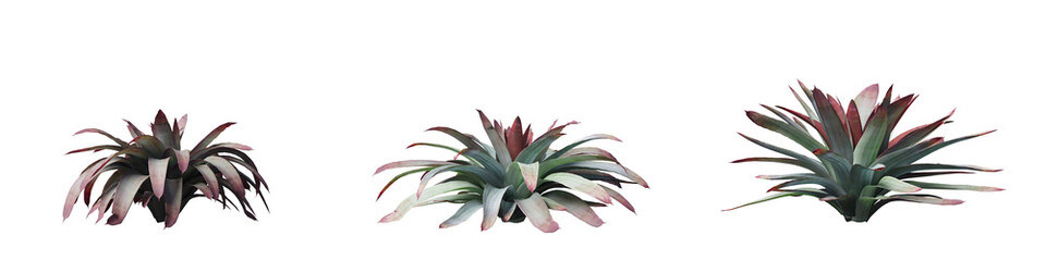Cut out plant collection isolated on transparent background. high quality and realistic 3d rendering. PNG format	