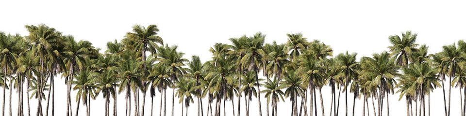 Landscape cut out realistic coconut trees collection on transparent backgrounds. high quality 3d rendering. png format	