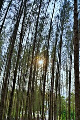Pine forest at sunset
