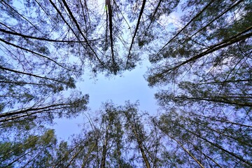 Pine tree tops in the blue sky