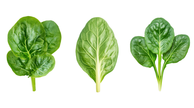 Fresh baby cos romaine lettuce leaves isolated on white background
