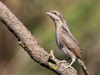 Eurasian wryneck, Jynx torquilla. A bird sitting on a branch, close-up