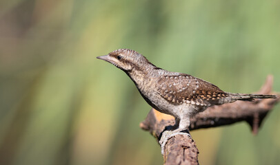 Eurasian wryneck, Jynx torquilla. A bird sitting on a branch, close-up