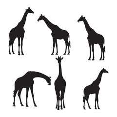 Collection of six black giraffe silhouettes standing in various poses isolated on white background silhouette