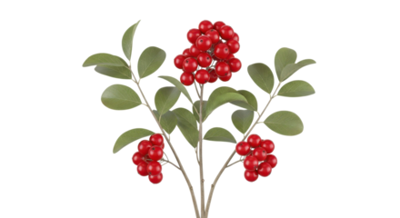 Vibrant red berries cluster on a delicate branch, complemented by lush green leaves against a contrasting dark backdrop, transparent background