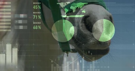 On load horse head wearing green halter displaying finance graphs to visualize market trends - Powered by Adobe