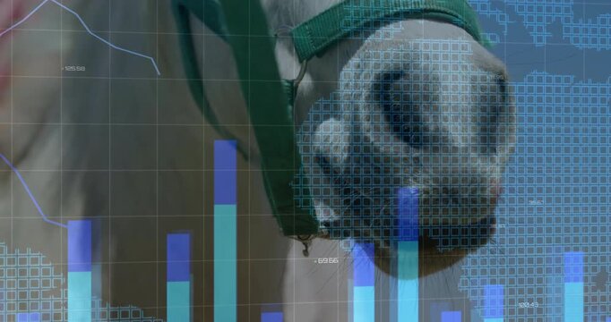 Horse muzzle wearing green halter reacting to grid appearing with bars rising showing market data