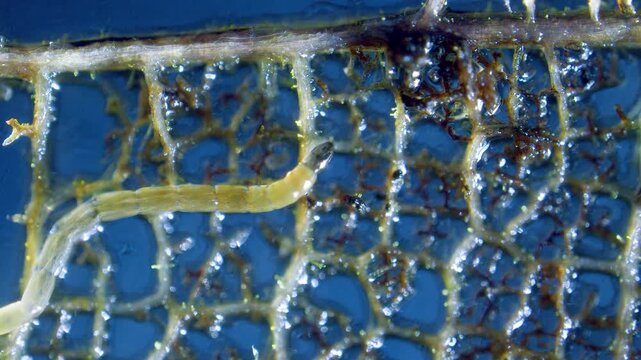 Midge larva under microscope moving on dead leaf skeleton